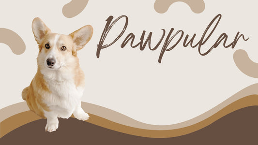 Smart Ideas for Pets Who Spend a Lot of Time Alone – Reducing Stress and Anxiety