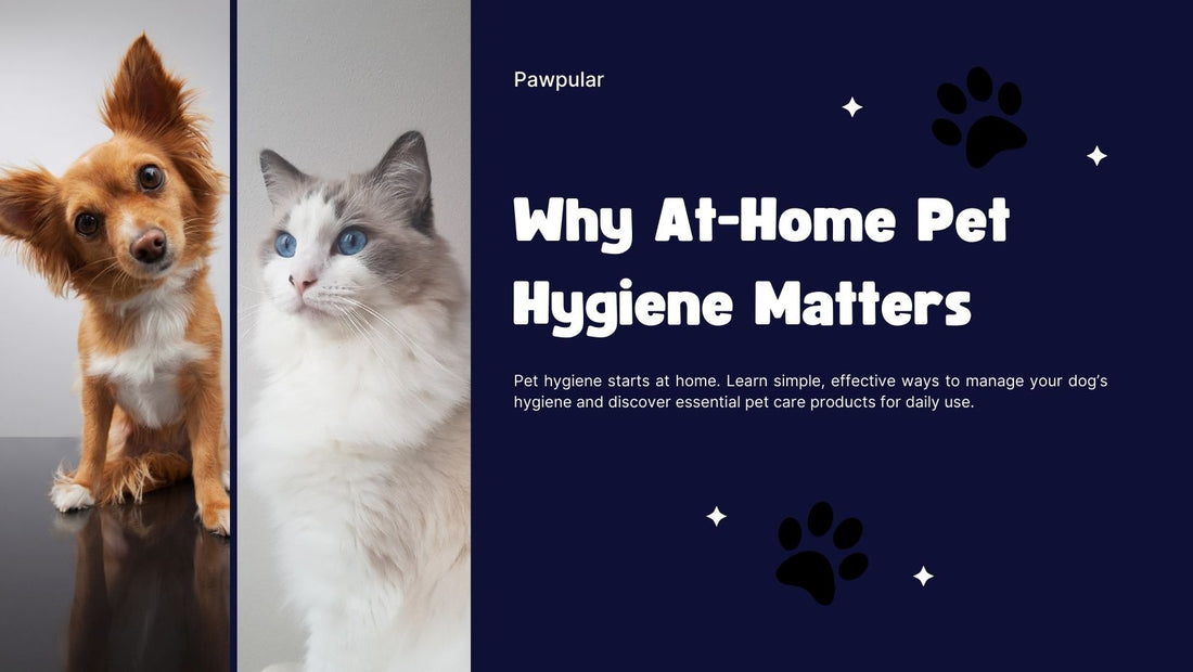 Easy At-Home Pet Hygiene Care Guide – Simple Habits for a Healthier Dog