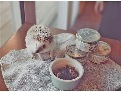 Canned Mealworms (1.2 oz.) - Healthy High Protein Insect Treat - Hedgehogs, Sugar Gliders, Reptiles, Wild Birds, Chickens, Lizards, Bearded Dragons, Skunks, Opossums, Fish, Amphibians, Turtles