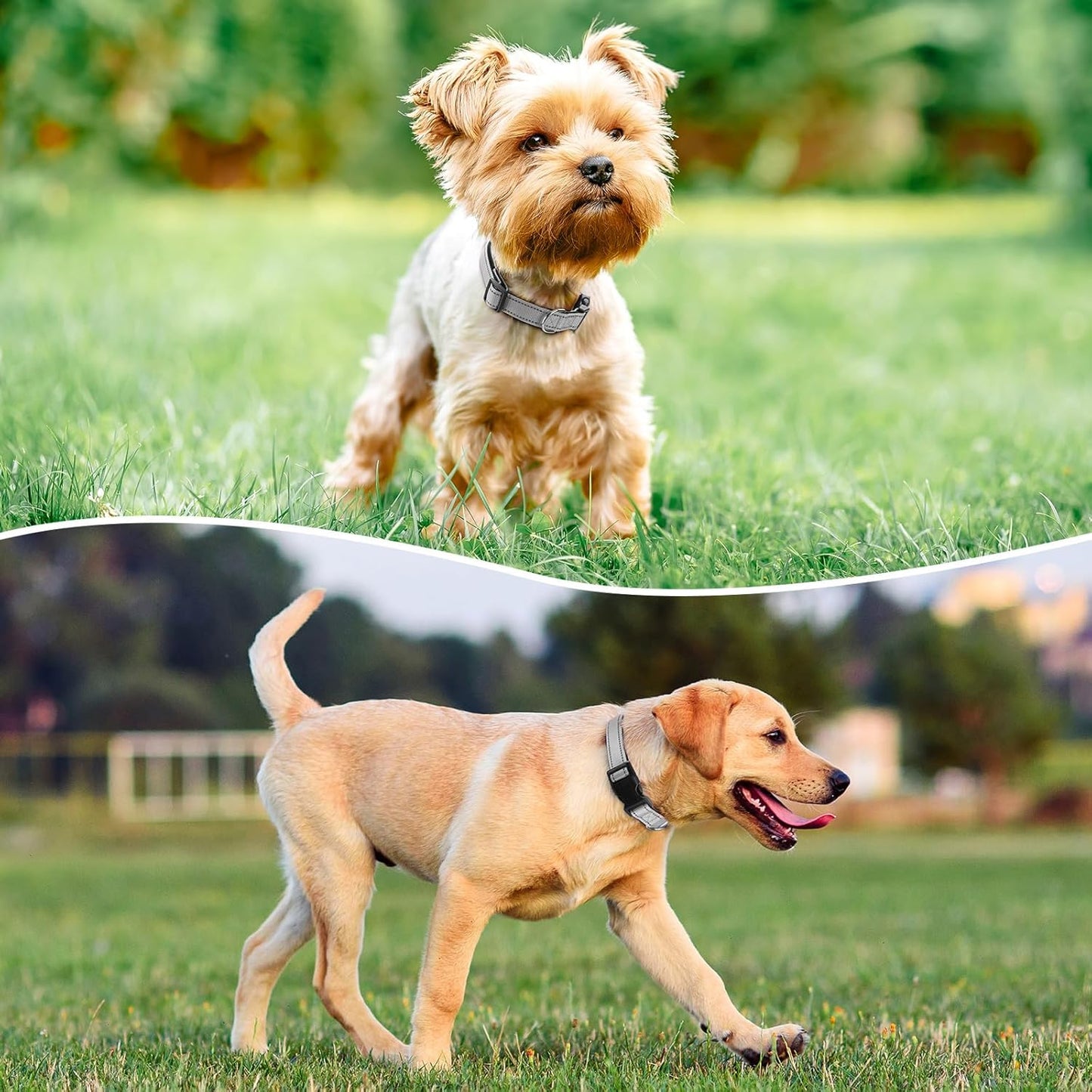 Reflective Dog Collar Padded with Soft Neoprene Breathable Quick Release Basic Dog Collars for Puppy Small Dogs Girl Boy Xs Silver